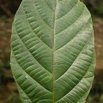 Conceveiba guianensis leaf picture by R. Tournebize (cc-by-sa)