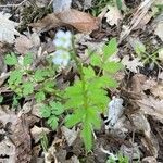 Cardamine graeca leaf picture by michele sisto (cc-by-sa)