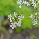 Anthriscus cerefolium flower picture by petschnik (cc-by-sa)