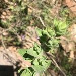 Origanum onites leaf picture by Pierre-Jean Etchebarne (cc-by-sa)