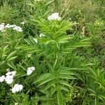 Sambucus ebulus habit picture by Matthias Foellmer (cc-by-sa)