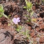 Barleria delamerei habit picture by susan brown (cc-by-sa)