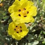 Cistus halimifolius flower picture by Alessio Gessa (cc-by-sa)