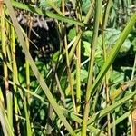 Andropogon bicornis leaf picture by Trap Hers (cc-by-sa)