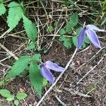 Clematis alpina flower picture by Greif Stefan (cc-by-sa)