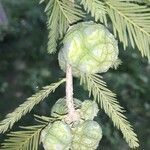 Taxodium distichum fruit picture by Valentin Stangaciu (cc-by-sa)