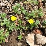 Potentilla tabernaemontani flower picture by Garcia-Berthou Emili (cc-by-sa)