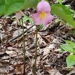 Trillium catesbaei flower picture by jasko mike (cc-by-sa)