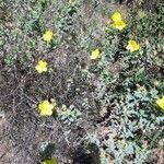 Cistus lasianthus habit picture by Ketxus Lopez (cc-by-sa)