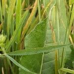 Trifolium incarnatum leaf picture by Monteiro Henrique (cc-by-sa)