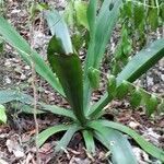 Agave antillarum habit picture by Trap Hers (cc-by-sa)