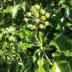 Hedera colchica fruit picture by Mine Palayer (cc-by-sa)