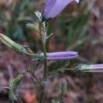 Campanula sibirica flower picture by Franco Colnago (cc-by-sa)