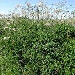 Laserpitium latifolium habit picture by Alain Bigou (cc-by-sa)