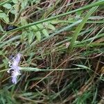 Dianthus hyssopifolius habit picture by Sarami (cc-by-sa)