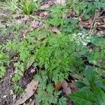 Aethusa cynapium habit picture by cscoq (cc-by-sa)