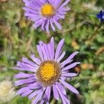 Aster alpinus flower picture by Christian Verchere (cc-by-sa)