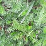 Achillea odorata leaf picture by Pierre Bruneau (cc-by-sa)