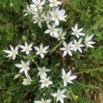 Ornithogalum baeticum flower picture by Diego Alex (cc-by-sa)