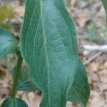 Vincetoxicum nigrum leaf picture by Stéphane Mars (cc-by-sa)