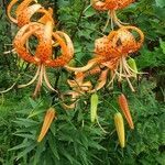 Lilium lancifolium flower picture by Alexander Maki (cc-by-sa)