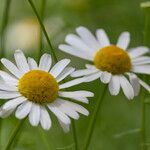 Leucanthemum gracilicaule flower picture by Manuel Hernández (cc-by-sa)