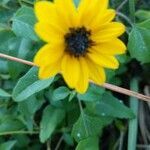 Helianthus debilis flower picture by Craig Schneider (cc-by-sa)