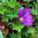 Geranium sibbaldioides flower picture by Fabien Anthelme (cc-by-sa)