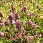 Lamium purpureum fruit picture by Uros Stanojevic (cc-by-sa)