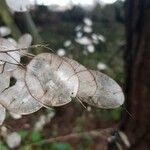 Lunaria rediviva leaf picture by Bronagh Cobain (cc-by-sa)