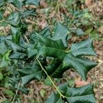 Ilex cornuta leaf picture by Craig Schneider (cc-by-sa)