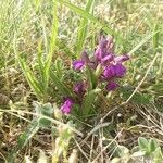 Anacamptis morio flower picture by AnaVienna Deinamight (cc-by-sa)