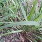 Sorghastrum nutans leaf picture by Eli Small (cc-by-sa)