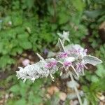 Stachys byzantina flower picture by Marie AURIEMMA (cc-by-sa)