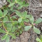 Portulaca cryptopetala habit picture by Trap Hers (cc-by-sa)