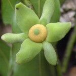 Guatteria dolichopoda fruit picture by Nelson Zamora Villalobos (cc-by-nc)