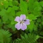 Geranium nodosum flower picture by Alessandro Rudellin (cc-by-sa)