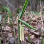 Uvularia sessilifolia flower picture by Lauren Giannullo (cc-by-sa)