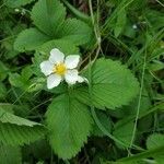 Fragaria moschata habit picture by Jean-Louis C. (cc-by-sa)