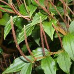 Peperomia elata habit picture by Nelson Zamora Villalobos (cc-by-nc)