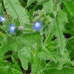 Anchusa arvensis leaf picture by Panthère Rose (cc-by-sa)