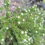 Erica terminalis leaf picture by Isabel (cc-by-sa)