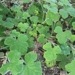 Pelargonium tomentosum leaf picture by Arielle Wolffs (cc-by-sa)