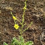 Verbascum sinuatum habit picture by Acosta García Isabel (cc-by-sa)