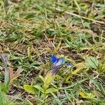 Gentiana nivalis habit picture by Jani Zadrgal (cc-by-sa)