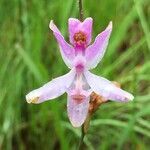 Calopogon pallidus flower picture by Tom Jones (cc-by-sa)