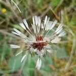 Taraxacum obovatum fruit picture by Béatrice Escande (cc-by-sa)