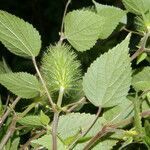 Acalypha arvensis habit picture by Nelson Zamora Villalobos (cc-by-nc)