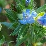 Echium parviflorum flower picture by Sergio costantini (cc-by-sa)