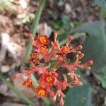 Jatropha podagrica flower picture by Mir Bahar (cc-by-sa)